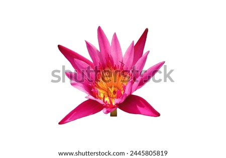 Closeup, Beautiful flower blossom blooming lotus pink color isolated on white background for stock photo, summer flowers, floral for meditation, plants  