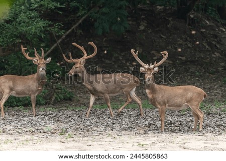 Eld's deer standing on a grassland in a Thai forest. Royalty-Free Stock Photo #2445805863