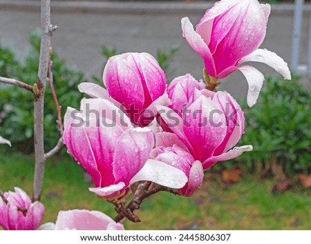 Beautiful blooming magnolia flower on branch