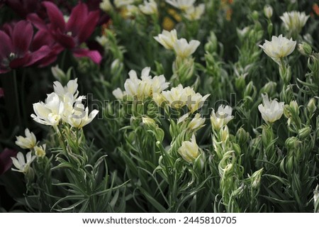 Yellow and white Fosteriana tulips (Tulipa) Mystery Valley with unusual narrow variegated leaves bloom in a garden in April