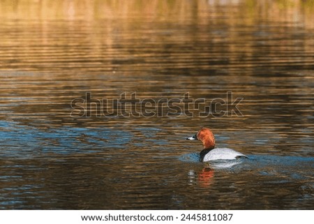 Common pochard male (Aythya ferina) on water. Pochard swimming in the lake.