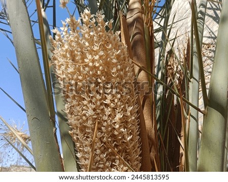 Phoenix dactylifera flower or date flowers or flowers of the date palm tree.date palm white flower pattern background  Royalty-Free Stock Photo #2445813595