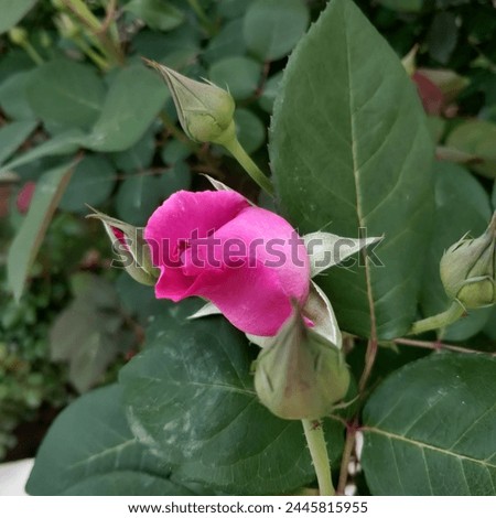 it's pink garden rose picture 