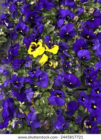 Single yellow blooming pansies flower isolated amongst many purple pansies blossoms