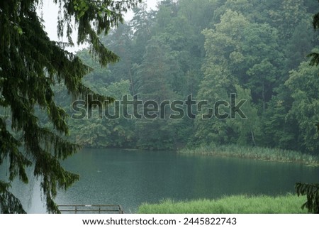 trees grass and aquatic plants dense thickets lake green water in the reeds summer rain forest green lakes Lithuania Vilnius nature lake                            Royalty-Free Stock Photo #2445822743
