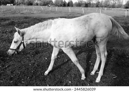 Beautiful horse eats grass, black and white photo