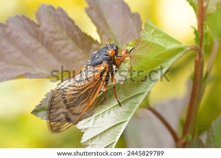 A recently emerged cicada hangs precarious from a leaf. Royalty-Free Stock Photo #2445829789