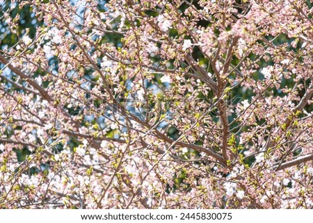 Pink  and white Japanese cherry blossoms flower or sakura bloomimg on the tree branch.  Small fresh buds and many petals layer romantic flora in botany garden.