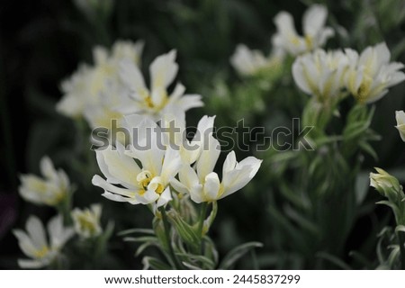 Yellow and white Fosteriana tulips (Tulipa) Mystery Valley with unusual narrow variegated leaves bloom in a garden in April