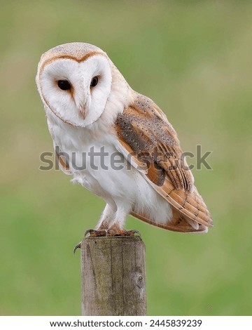 A beautiful barn owl perched on a tree stump.