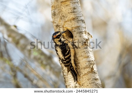 The hairy woodpecker (Leuconotopicus villosus). Natural scene  during nesting.