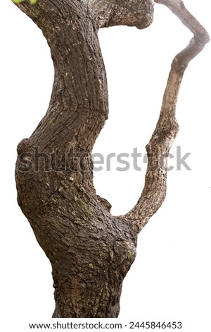 
The trunk of hardwood is isolated on a white background.