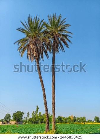 The date palm is a symbol of riches and beauty, standing tall with its elegant fronds and slender trunk. This magnificent tree, which has roots in prehistoric societies, is still a symbol of tenacity 