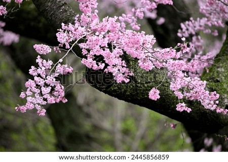 Gorgeous pink branch of cherry blossom at upper Manhattan New York City for conservation education desktop background house decoration picture frame arts and seasonal spirits 