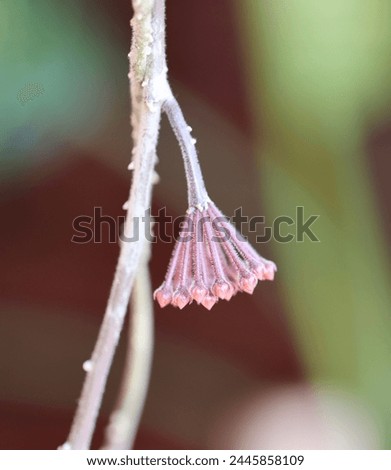 Macro Bokeh Photo Of A Hoya Carnosa Peduncle (Also Known As Wax Plant and Porcelainflower Plant) Royalty-Free Stock Photo #2445858109