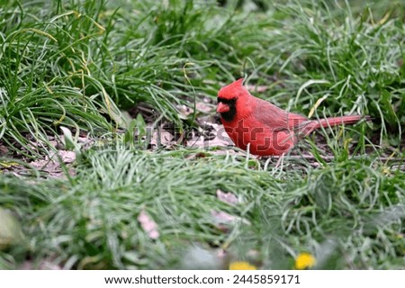 Springtime april with red cardinal feeding on green fresh grass for conservation education environmental protection wallpaper background picture frame desktop background and arts of natural beauty