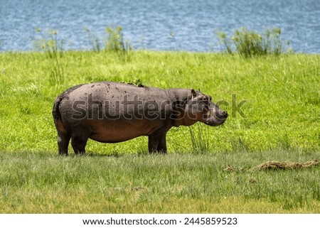 Grazes (eats) on green grass. pygmy hippo (Pygmy hippopotamus) is a cute little hippo against the background of grass and lake.. Royalty-Free Stock Photo #2445859523