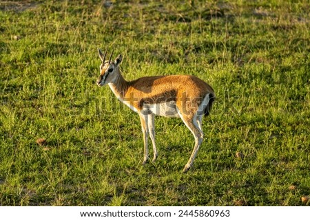 A Thomson's gazelle bull. It is one of the best-known gazelles. Royalty-Free Stock Photo #2445860963