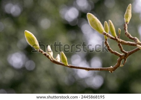 Close Up Buds Of A Magnolia Acuminata Tree 