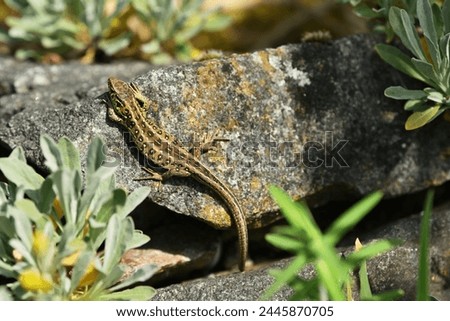 A Sand Lizard on a Rock, Wildlife Photography in The graden, A Sand  Lizard  That Is Under Nature Protection , 