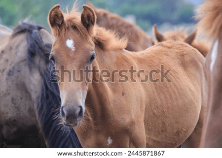 Pictures of a brown horse