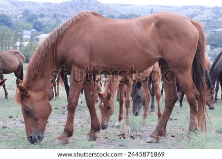 Pictures of a brown horse