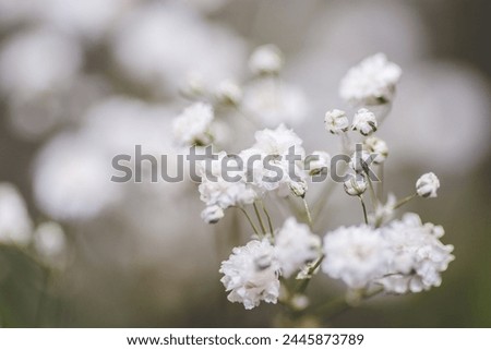 Small delicate white Gypsophila Paniculata flowers with a strong blur ideal for weddings or elegant backgrounds