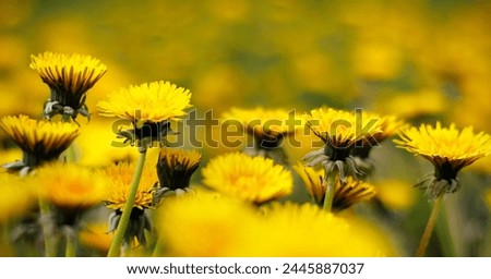 Yellow dandelions in spring on a meadow. Beautiful soft floral image of spring nature. Concept of spring. Selective focus, panoramic view.