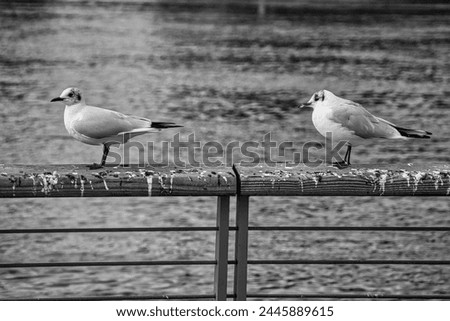 Two seagulls lined up on the shore of a river: black and white photography
