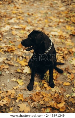 black labrador dog in the autumn park. walking with a dog in the park. a dog is a best friend. golden autumn and fallen leaves in the park and a dog