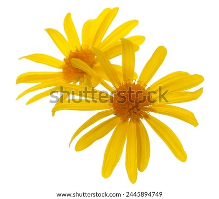Yellow spring flower isolated on white, clipping path