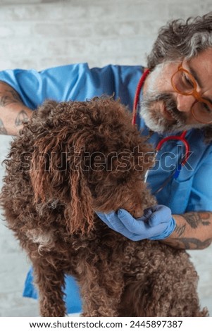 Veterinarian doctor examining dog on table. Pet health care and medical concept. Close up.