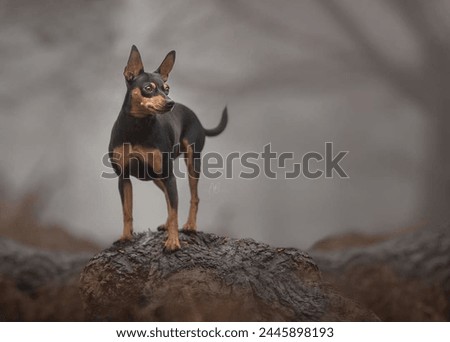 Portrait of a cute Miniature Pinscher dog in the forest. Royalty-Free Stock Photo #2445898193