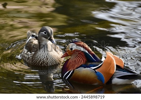A male and female mandarin ducks swimming in the water in a sunny spring morning.