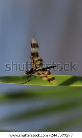 Unique dragonfly resting on bright green leaf near a lake on a summer day, modern insect photography Royalty-Free Stock Photo #2445899299