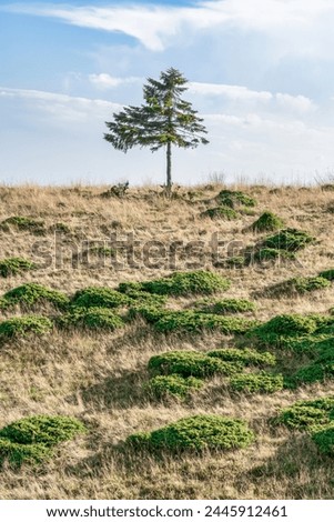 Single isolated fir or pine tree in the mountains. Scenic landscape from Carpathian Mountains in Romania.