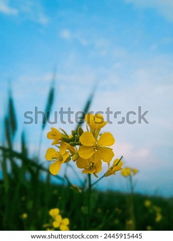 Mustard Flower Hd Wallpaper.Vibrant mustard flower in full bloom, showcasing delicate petals and rich yellow hues. Perfect for botanical themes, spring concepts, and floral backgrounds.

 Royalty-Free Stock Photo #2445915445