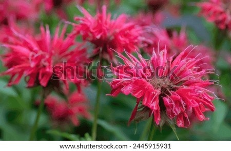 Beautiful red bee balm or monarda flowers on a summer morning at Munsinger Gardens in St. Cloud, Minnesota USA. Royalty-Free Stock Photo #2445915931