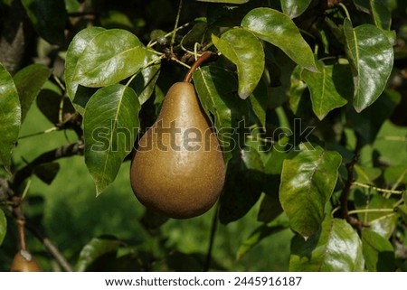 Pear fruit of Gellert's Butterbirne variety captured on the tree among lush foliage. It is called Pyrus communis in Latin.  Royalty-Free Stock Photo #2445916187