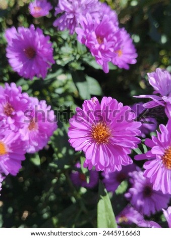 Gorgeous dayse purple flowers pink