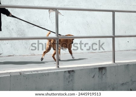 Dynamic capture of a honey-colored dog in full movement, walked on a leash against an urban background, ideal for representing the energy and bond between pets and owners.