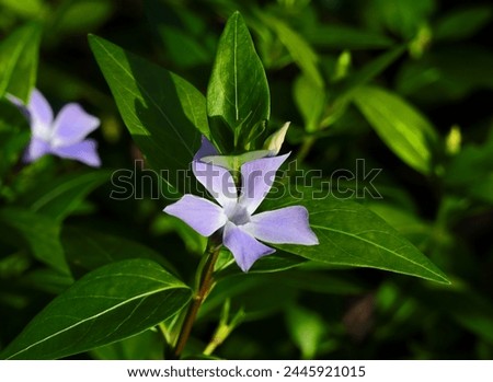 Close-up of a perfect example of a solitary blue, Periwinkle flower - (vinca minor) in a spot of sunlight. Portugal. Selective focus. Vinca has medicinal uses. Contains alkaloids used in chemotherapy. Royalty-Free Stock Photo #2445921015