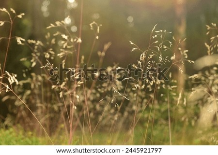 Natural texture, leaves, soft and warm light