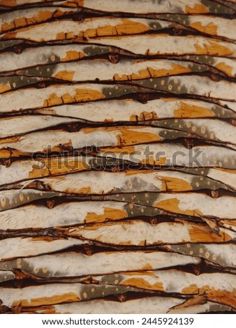 Closeup of dracaena draco tree bark  Royalty-Free Stock Photo #2445924139