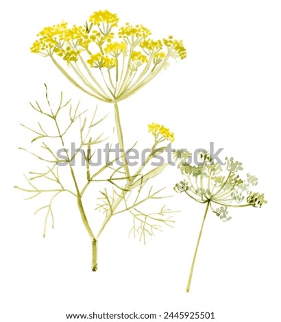 Watercolor fennel. Kitchen herbs and spices banner. Beautiful floral clip art with watercolor hand drawn   fennel flower. 