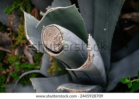 Close-Up of Spiral Aloe Vera Plant Royalty-Free Stock Photo #2445928709