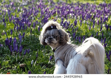 A Shih Tzu dog in a gray vest and with a tail on his head stands against a background of purple crocuses on a sunny spring day. walk with pets in the park. pet