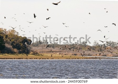 A congregation of turkey and black vultures at Myakka State Park following a fish kill caused by a winter cold snap. The vultures soar above the water and line the shores to feast on dead tilapia. Royalty-Free Stock Photo #2445930769