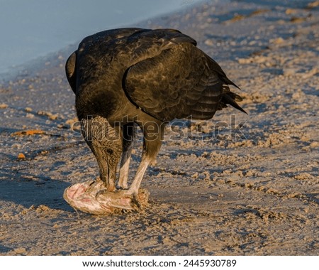 A black vulture feeding on dead tilapia on the river shore following a fish kill caused by a winter cold snap. The vultures is tearing at the meat of the fish while it holds it down with its feet. Royalty-Free Stock Photo #2445930789