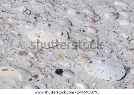 Two bleached white intact keyhole sand dollars on the beach among many shells. This sea urchin exoskeletons, or tests, are unbroken with barnacles attached. Royalty-Free Stock Photo #2445930795